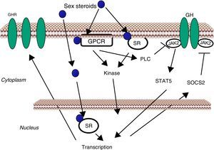 Sex steroids modulate cell sensitivity to GH. Sex steroids can regulate GH actions in liver by modulating GH responsiveness which includes changes in hepatic GHR expression and crosstalk with GH-activated JAK2-STAT5 signaling pathway.