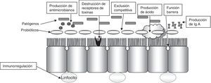 Mecanismos de actividad probiótica. Modificado de Ewaschuk et al.60.