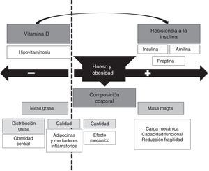 Efecto bidireccional de la obesidad sobre el metabolismo o¿seo.