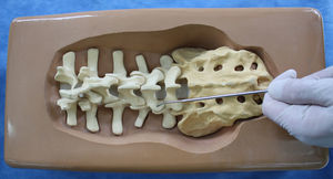 Spine dry simulator for the surgical anatomy module. (Sawbones, Pacific Research Laboratories INC, Vashon Island, WA.)
