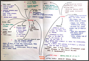 Showing concept map of radial nerve details developed by the student.