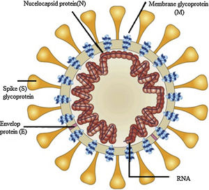 Coronavirus structure.