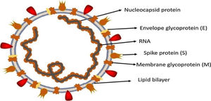 Structure of SARS-CoV-2.