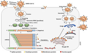 Infectious cycle of SARS-CoV-2.