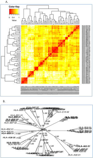(a) B-cell epitope prediction of NSP5 protein. The threshold cutoff is 0.5 above which the residues are epitopes. (b) The results of MHC cluster analysis. (A) Heat map of MHC class I cluster, (B) tree map of MHC class I cluster. (c) The results of MHC cluster analysis. (A) Heat map of MHC class II cluster, (B) tree map of MHC class II cluster.
