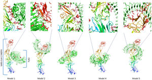 Molecular docking models of MEPV SARS-CoV-2 with the TLR3 receptor. Top views are different interaction residues for each molecular docking model.