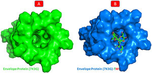 A: The surface structure of pentameric envelope glycoprotein (7K3G). B: The molecular docking of 7K3G-TM.