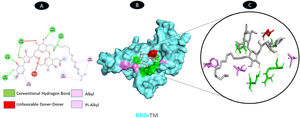 Molecular docking of RBD (6M0J)-TM. A: 2D interaction shows types of fusion in specific residues. B: Crystal structure of RBD of spike glycoprotein (6M0J) shows the interaction location with TM. C: Molecular docking residues of RBD (6M0J)-TM, residues of conventional hydrogen bond (green), unfavorable donor residue (red), and alkyl and pi-alkyl residues (magenta).