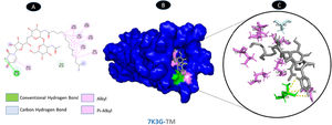 Molecular docking of 7K3G-TM. A: 2D interaction shows types of fusion in specific residues. B: The crystal structure of envelope protein (7K3G) shows the interaction location with TM. C: Molecular docking residues of 7K3G-TM, residues of conventional hydrogen bond (green), residues of carbon-hydrogen bond (cyan), and alkyl and pi-alkyl residues (magenta).