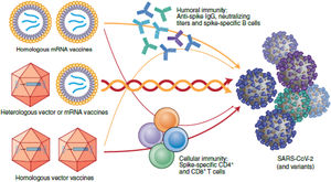 Respuesta inmune inducida por los esquemas heterólogos de vacunación28.