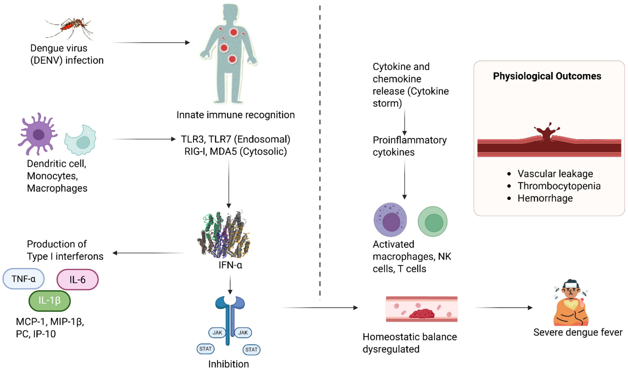 Updates on dengue virus infection: Epidemiology, molecular pathogenesis ...
