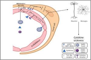 Mechanism concerned with the brain entry of SARS-CoV-2 and causing vascular damage.