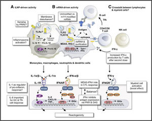 Mecanismos inmunes innatos que participan en la inmunogenicidad y reactogenicidad de las vacunas ARNm-iLNP. A) Detección de iLNP vacíos por las células inmunitarias innatas y otros tipos producen inflamación local y sistémica, representada por la activación de citoquinas proinflamatorias como: IL-1β e IL-6. B) Preparación del ARNm sintético. Adición de uridinas modificadas y proceso de purificación del ARNm de IVT debilita la captación del ARNm de IVT por TLR3, TLR7, TLR8 y otros sensores del ARN. Estos cambios son necesarios para atenuar los efectos perjudiciales de los sensores de ARN estimulados por IFN tipo I sobre la expresión de proteínas del ARNm que codifica el antígeno y evitar citotocixidad. Vía de señalización asociada a la diferenciación de melanoma-interferón tipo α (MDA5-IFN-α) en la inducción de CTL a BNT162b2 en modelo animal con ratones indica actividad residual de IFN tipo I en la generación actual de vacunas de ARNm. C) Tras la inoculación de la segunda dosis de la vacuna, induce respuestas sólidas de las células T, relacionado con una producción mayor de IFN-γ. Activación mejorada de células T y mieloides después del refuerzo vacunal. Explica la diafonía entre los linfocitos y las células mieloides. Verbeke et al 20222,3,15,17,57.