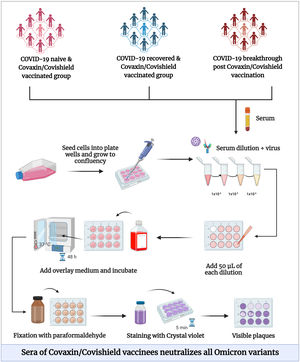 Schematic overview of Omicron-neutralising activity with the sera of COVID-19 naive, recovered and breakthrough individuals vaccinated with Covaxin/Covishield vaccines.