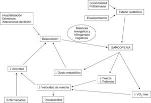 Papel de la sarcopenia en el desarrollo de la fragilidad (adaptado de L. Fried).