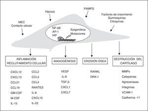 Vías de participación de los fibroblastos sinoviales en la AR. Estímulos y cambios intracelulares más importantes modificadores del fenotipo de los FS y sus mecanismos efectores en la artritis crónica. AP-1: proteína activadora; DKK-1: Dickkopf-1; GM-CSF y M-CSF: factores de estimulación de colonias de granulocitos y macrófagos; HIF: factor inducible por hipoxia; MEC: matriz extracelular; MMPS: metaloproteinasas; NFκB: factor nuclear potenciador de las cadenas ligeras kappa de las células B activadas; PAMPS: patrones moleculares asociados a patógenos; RANKL: receptor activador de NFκB; TGF-β: factor de crecimiento transformante-β; VCAM-1: molécula de adhesión celular vascular-1; VEGF: factor de crecimiento endotelial vascular.