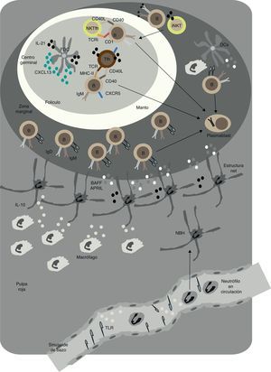 Respuestas T-dependientes y T-independientes en los folículos y en la zona marginal del bazo en humanos. En el folículo, linfocitos B se activan mediante la acción de los linfocitos TFH y las células dendríticas foliculares (FDC). Tras interaccionar con los linfocitos B, los linfocitos iNKT se diferencian a linfocitos NKTFH. Mediante la expresión de CD40L, IL-21 y otros factores activadores de linfocitos B, las TFH inducen la formación del centro germinal y el cambio de isotipo de IgM a IgG y la hipermutación somática. Estas reacciones generan linfocitos B memoria y células plasmáticas de alta afinidad. Los linfocitos NKTFH inducen una reacción de centro germinal caracterizada por la producción de IgG sin prácticamente maduración de la afinidad. En la zona marginal, neutrófilos NBH inducen la producción de anticuerpos por los linfocitos B de la zona marginal (MZ), mediante la secreción de BAFF, APRIL y otras moléculas estimuladoras. Las estructuras parecidas a los NETS que forman pueden ayudar a la activación de los linfocitos B de la MZ. Macrófagos y células endoteliales de las sinusoides del bazo activadas por señales TLR pueden ayudar a la formación de NBH. La interacción de los NBH y los linfocitos B de la MZ permite la formación de un repertorio innato de IgM, IgG e IgA que puede actuar como rápida barrera protectora frente la invasión sistémica por microbios.