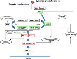RAS signaling pathway and genetic syndromes associated with abnormalities in the pathway. Following stimulation of cell-surface receptors, intracellular proteins such as SHC, GRB2, and SHP2 are activated and recruit cytoplasmic SOS1. SOS promotes exchange of GTP and GDP in RAS proteins, which are activated by phosphorylation. GTP-bound RAS promotes interaction with other effectors such as RAF and MEK. GDP/GTP exchange is stimulated by guanine nucleotide exchange factors (GEF) and limited by GTPase activating proteins (GAPs) that catalyze the conversion to the inactive GDP-bound form. Activation of RAS proteins is accompanied by activation of RAF (BRAF, RAF1), MEK1A1/MEK1A2, and, ultimately, ERK1/ERK2, which are the final effectors in the RAS/MAPK pathway and responsible for maintenance of the cell cycle.