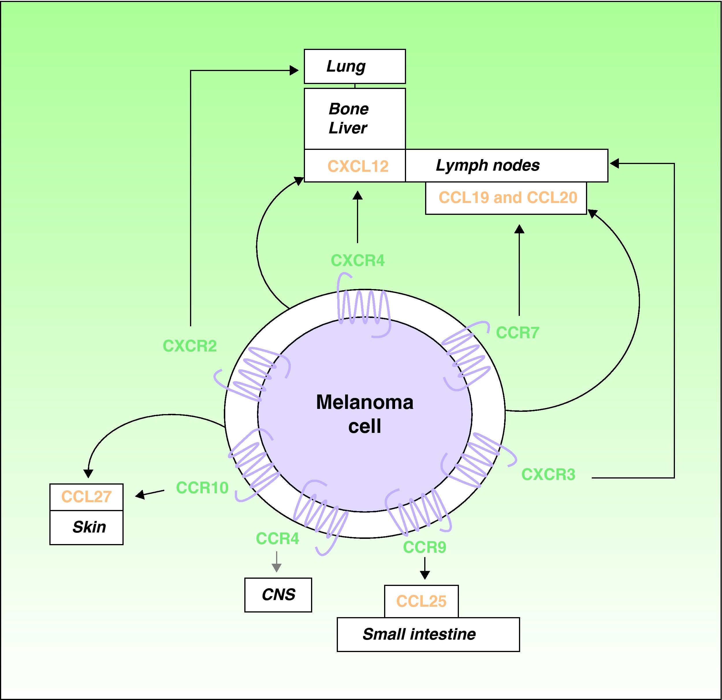 Role of Chemokines in Melanoma Progression | Actas Dermo-Sifiliográficas