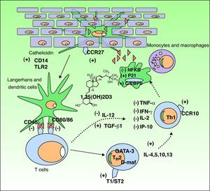 Immunomodulatory effect of vitamin D in the skin. Vitamin D production promotes the innate immune response by activating the cathelicidin type immune receptors CD14 and TLR2 in the epidermal keratinocyte and the CCR27 ligand, which attracts T-cells. Vitamin D also stimulates the differentiation and activation of monocytes and macrophages through induction of p21 and C/EBPb. Conversely, vitamin D reduces the antigen recognition capacity of Langerhans cells, the maturation of dendritic cells, and antigenic presentation (reduction of CD40 and CD80/86 receptors. It inhibits the production of TH1 by downregulating IL-12 synthesis and upregulating that of TGFβ1. Moreover, it partially inhibits the action of TH1 by reducing the production of the cytokines IL-2, IFNγ, TNF-α, and IP-10. In addition, it stimulates the differentiation of TH2 (overexpression of the T1/ST2 receptor of IL-1). Vitamin D also produces overexpression of GATA-3 and D-maf genes, promoting the release of the cytokines IL-4, 5, 10, and 13 in these lymphocytes. CCR indicates carbon catabolite repression; IFN, interferon; IL, interleukin; IP-10, interferon-gamma–induced protein-10; NFKB, nuclear factor kappa B; TGF, transforming growth factor, TLR, toll-like receptor; TNF, tumor necrosis factor; TH, T helper cell.