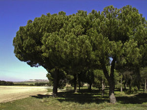 Large areas of pine forest (Pinus pinae) on the northern plains of Spain, infested with Thaumetopoea pityocampa.