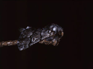 Moth or adult phase of the nocturnal lepidoptera Thaumetopoea pityocampa.