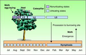 Annual biological cycle of the pine processionary moth (Thaumetopoea pityocampa).