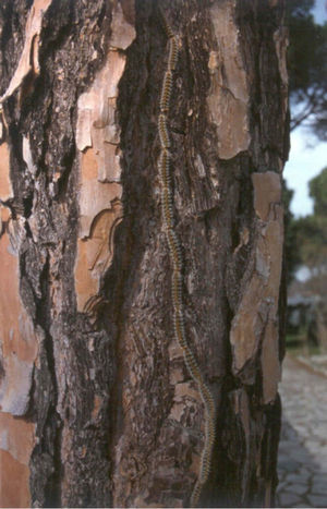 Procession of larvae and caterpillars of Thaumetopoea pityocampa in the last of their 5 stages of development.
