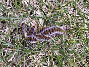 Group of caterpillars burying themselves in the ground. Note that they have large hairs (2-3mm long) and other much more numerous small ones (0.2-1mm) located on the back. These give the characteristic brown color of the pine processionary moth and are responsible for the reactions caused.