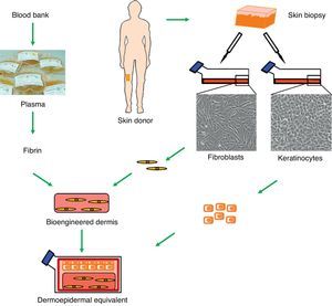 Generation of human dermoepidermal equivalents. Fibroblasts and keratinocytes obtained from donor skin biopsies are cultured. The fibroblasts are then arranged on a three-dimensional matrix rich in fibrin obtained from blood plasma. The keratinocytes are then seeded onto this artificial bioengineered dermis to form the epidermal component.