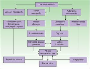 Pathophysiological mechanisms of ulceration in the diabetic foot. Adapted from Boulton.15 Neuropathy and vascular disease are the 2 most important factors in the development of diabetic foot ulcers.