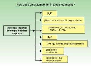 Mechanism of action of omalizumab in atopic dermatitis.