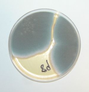 Two colonies of Aspergillus fumigatus growing on solid Sabouraud medium with gentamicin and chloramphenicol (25°C).