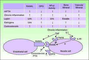Summary of the predisposing factors and overview of the cell-cell interactions and nuclear factor κB (NFκB) activation. RANKL indicates receptor activator of NFκB ligand; rhPTH, 34-amino-acid sequence of parathyroid hormone; Unk, unknown.