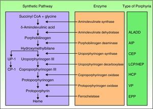 Classification of the porphyrias. CoA indicates coenzyme A; ALADD, porphyria arising from aminolevulinate dehydratase deficiency; AIP, acute intermittent porphyria; CEP, congenital erythropoietic porphyria; UP I, uroporphyrin I; LCP, late cutaneous porphyria; HEP, hepatoerythropoietic porphyria; CP I, coporphyrin isomer I; HCP, hereditary coproporphyria; VP, variegate porphyria; EPP: erythropoietic protoporphyria.