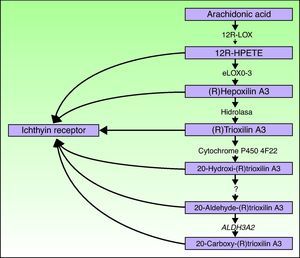 Schematic diagram of the hepoxilin pathway, showing the participation of the ALOXE3, ALOX12B, NIPAL4, and CYP4F22 genes. Mutations in these genes are responsible for some types of ARCI. HPETE indicates hydroperoxyeicosatetraenoic acid.