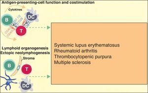 B cells can also actively contribute to inflammation in autoimmune diseases through the action of T-cell antigen presenting cells and by costimulating the inflammatory process through the production of cytokines in the medium itself. In addition, they can participate in the inflammatory response through the formation of ectopic lymphoid tissue. Adapted from Martin F et al.6