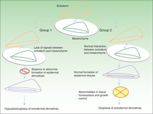 Pathogenic mechanisms in ectodermal dysplasias. In group 1, there is an abnormal interaction between the ectoderm and the mesenchyme, thereby impeding correct differentiation of the epidermal derivatives, which are hypoplastic or aplastic. In group 2, the interaction between the ectoderm and mesenchyme is normal, and the epidermal derivatives differentiate normally, but tissue homeostasis and growth are abnormal, so dysplasia is present in the ectodermal derivatives. Adapted from Priolo.2