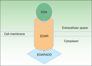 Ectodysplasin-EDAR-EDARADD pathway. The ectodysplasin-A (EDA) protein binds to an ectodysplasin-A receptor (EDAR), located in the extracellular region of EDAR. EDAR has an extracellular region, a transmembrane region, and a death domain in its intracellular region. This death domain binds to the death domain of EDAR-associated death domain (EDARADD). Adapted from Lu et al.36