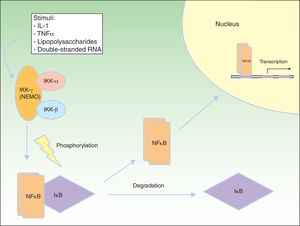 NEMO (nuclear factor [NF] κB essential modulator) and NF-κB pathway. NEMO (also known as NF-κB inhibitory protein [IkB] kinase [IkK] γ) is a regulatory component of the IkK complex. IkB is activated and phosphorylated with different stimuli, leading to its degradation. NF-κB is released and transported to the cell nucleus, where it activates the transcription genes. IL indicates interleukin; TNF, tumor necrosis factor. Adapted from Nelson.73