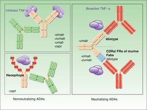 Classification of ADAs by their mechanism of action. ADAs indicates antidrug antibodies; TNF, tumor necrosis factor; CDR, complementarity-determining regions; FRs, framework regions; Fabs, antigen-binding fragments.