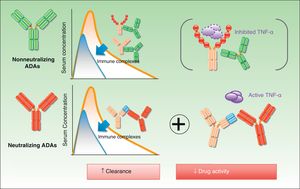 Elimination of drug through accelerated clearance. ADAs indicates antidrug antibodies; TNF, tumor necrosis factor.