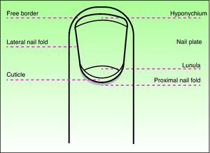 Diagram of the elements of the nail apparatus, dorsal view.