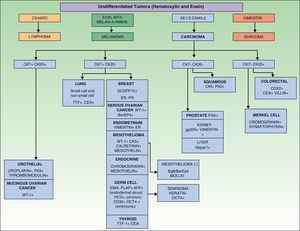 Diagnostic algorithm for undifferentiated skin metastases using immunohistochemical markers.