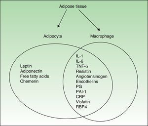 Cytokines secreted by adipocytes and/or macrophages in human adipose tissue. IL indicates interleukin; TNF-α, tumor necrosis factor-α; PG, prostaglandins; PAI-1, plasminogen activator inhibitor-1; CRP, C-reactive protein; RBP-4, retinol-binding protein 4.