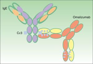 Binding of omalizumab to the c¿3 domain of IgE.