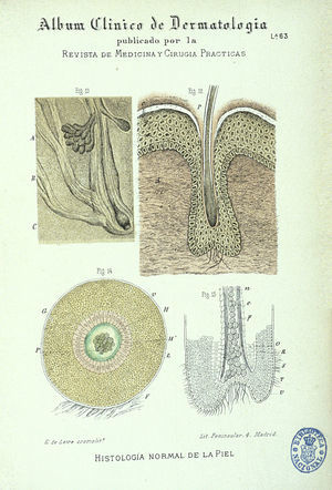 Histologic illustration of skin adnexa from the 1886 dermatology manual (Álbum Clínico de Dermatología) by Jerónimo Pérez Ortiz, published by the journal Revista de Medicina y Cirugía Prácticas. The illustrations were probably versions of those that appeared in other European anatomy textbooks of the period.