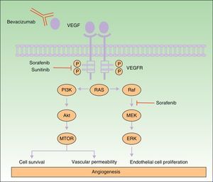 Mechanism of action of bevacizumab, sorafenib, and sunitinib. Diagram of the signaling pathways implicated in the process of angiogenesis and the sites of action of sorafenib, sunitinib, and bevacizumab. Activation of the vascular endothelial growth factor receptors affects angiogenesis by inducing cell proliferation, cell survival, and vascular permeability. Abbreviations: VEGF, vascular endothelial growth factor; VEGFR, VEGF receptor.