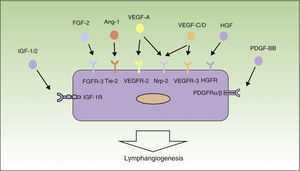 Molecular control of the process of lymphangiogenesis. The diagram shows the principal growth factors involved in the process of lymphangiogenesis and their receptors on the lymphatic endothelium. Ang-1 indicates angiopoietin 1; FGF, fibroblast growth factor; FGFR, FGF receptor; HGF, hepatocyte growth factor; HGFR, HGF receptor; IGF, insulin-like growth factor; IGF-1R, IGF-1 receptor; NRP, neuropilin; PDGF, platelet derived growth factor; PDGFR, PDGF receptor; VEGF, vascular endothelial growth factor; and VEGFR, VEGF receptor.