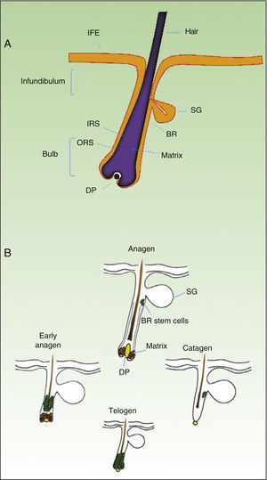 A. Schematic diagram of a hair follicle. B. Hair follicle cycle. Abbreviations: BR, bulge region; IFE, interfollicular epidermis; DP, dermal papilla; IRS, inner radial sheaf; ORS, outer radial sheaf; SG, sebaceous gland; Adapted from Goldstein and Horsley11 and Mistriotis and Andreadis.12